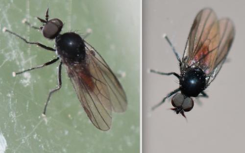 Réf. 282 242 : Microphor sp.